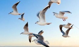 海鸥官方爆料视频下载,全新科技与设计亮点抢先看